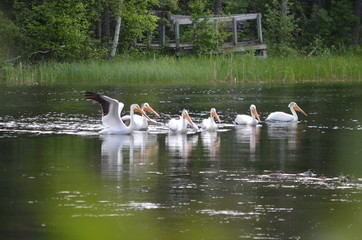 American white pelicans along a river in  Northern Saskatchewan, Canada.