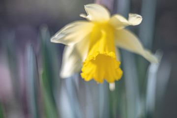 Fototapeta premium flora abstract with flower, blurred