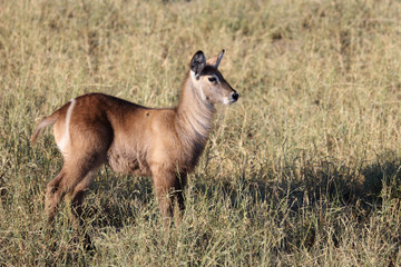 Wasserbock / Waterbuck / Kobus ellipsiprymnus