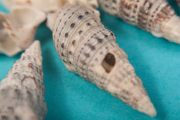 sea shells macro