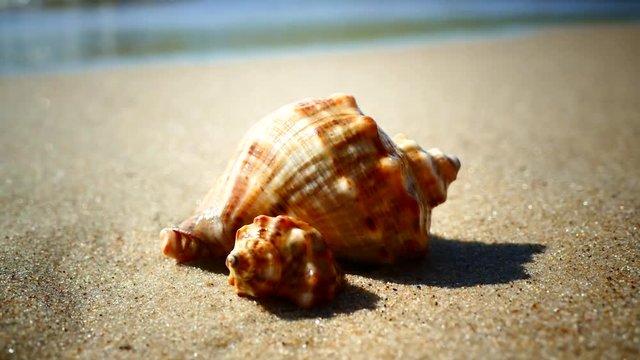 The shell lies on a sandy beach and is washed by the waves of the sea. Rest on the sea. Shell Rapana