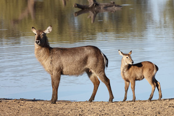 Wasserbock / Waterbuck / Kobus ellipsiprymnus