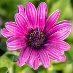 Obraz na płótnie Canvas Pink flower close up