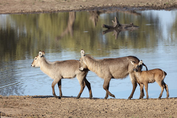 Wasserbock / Waterbuck / Kobus ellipsiprymnus
