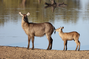 Wasserbock / Waterbuck / Kobus ellipsiprymnus