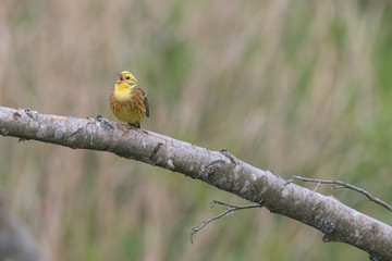 Goldammer auf dem Ast