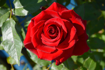 red rose in the garden