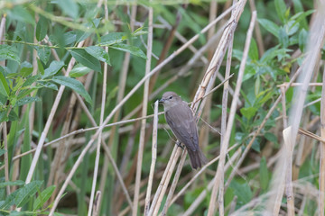 Wildvogel