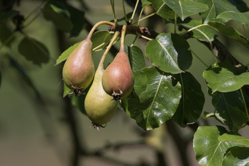 Birnen am Baum