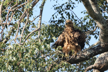 Wahlbergsadler / Wahlberg's  Eagle / Aquila wahlbergi