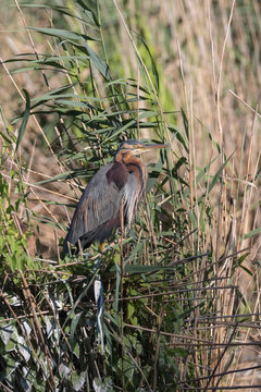 purpurreiher, reiher, vogel, natur, naturschutz, zugvogel, naturschutzgebiet
