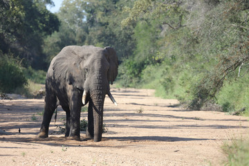 Afrikanischer Elefant / African elephant / Loxodonta africana