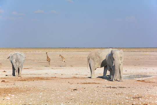 View of an elephant covered in white mud (Etosha National Park) Namibia Africa. Etosha&rsquo;s elephants number about 2500 and occur either in breeding herds numbering up to 50 