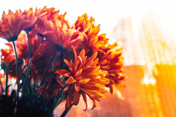 Closeup Shot of Orange Chrysanthemums