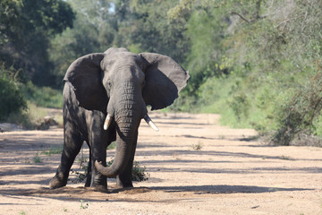 Afrikanischer Elefant / African elephant / Loxodonta africana
