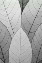 Obraz premium Close up leaf pattern