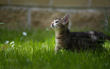 Gato cachorro en césped