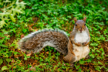 Portrait of a Wild Squirrel