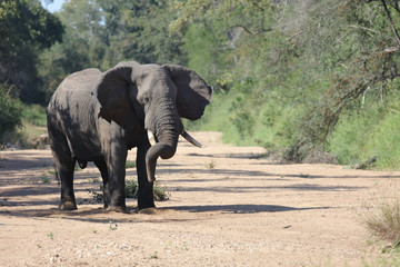 Afrikanischer Elefant / African elephant / Loxodonta africana