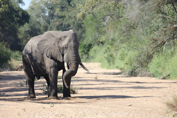 Afrikanischer Elefant / African elephant / Loxodonta africana