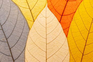 Naklejka na ściany i meble Close up leaf pattern