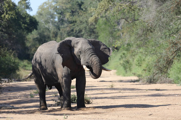 Afrikanischer Elefant / African elephant / Loxodonta africana