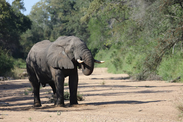 Afrikanischer Elefant / African elephant / Loxodonta africana