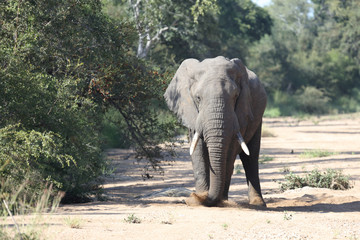 Afrikanischer Elefant / African elephant / Loxodonta africana