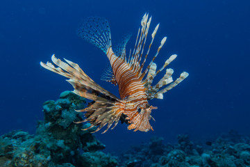 Lion fish in the Red Sea colorful fish, Eilat Israel