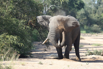 Afrikanischer Elefant / African elephant / Loxodonta africana