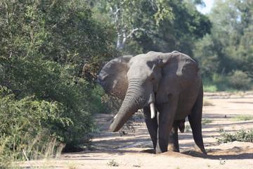Afrikanischer Elefant / African elephant / Loxodonta africana
