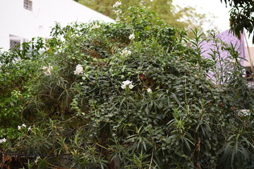 things of nature