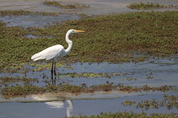 great blue heron