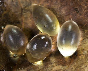 Slug eggs, found under logs in wet times like in autumn
