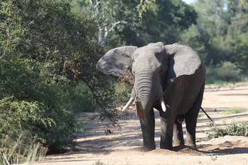 Afrikanischer Elefant / African elephant / Loxodonta africana