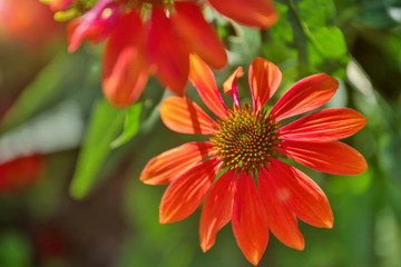 red sunny flower blur background