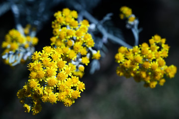 Yellow flowers with gray leaves.