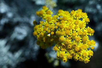 Yellow flowers with gray leaves.