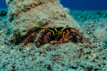Naklejka na ściany i meble Bristled Hermit Crab in the Red Sea Colorful and beautiful, Eilat Israel
