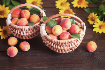 apricots close-up. apricots in wicker baskets and on a wooden table. background with ripe apricots and yellow flowers.