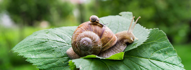 a big snail crawls on a green leaf and a small snail crawling on it with a baby with beautiful...