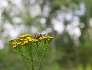 on a yellow flower sits a small snail with beautiful horns and a shell on the background of green bokeh