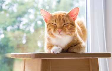 red cat lies in the early morning with eyes closed from pleasure on the background of green bokeh