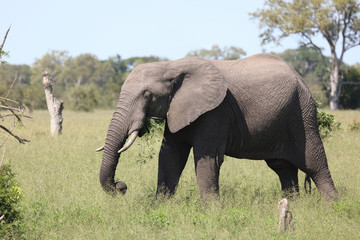 Afrikanischer Elefant / African elephant / Loxodonta africana