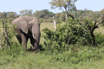 Afrikanischer Elefant / African elephant / Loxodonta africana