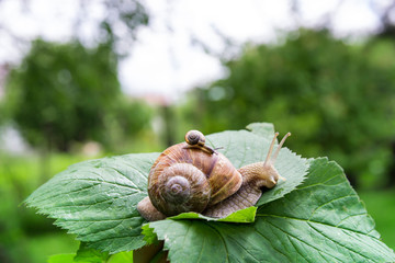 a big snail crawls on a green leaf and a small snail crawling on it with a baby with beautiful...