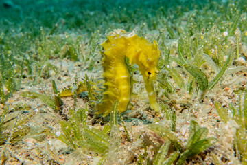 Hippocampus Sea ​​horse in the Red Sea Colorful and beautiful, Eilat Israel