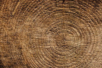Tree stump wood bark grain texture vintage background