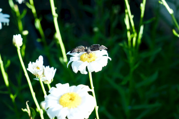 Nature daisy flower, bellis perennis © Udorn1976