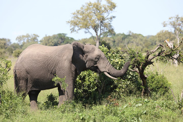 Afrikanischer Elefant / African elephant / Loxodonta africana